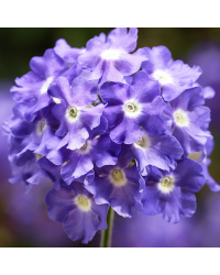 Verveine Retombante Lanai Sky Blue
