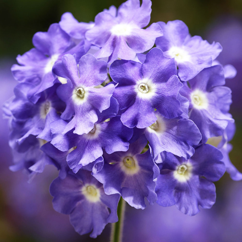 Verveine Lanai Sky Blue fleurs couleur Bleu