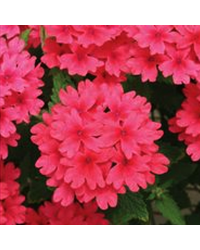 Verveine Retombante Lanai Strawberry Dream