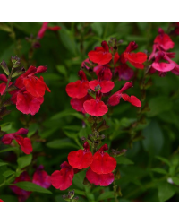 Sauge Greggii Mirage Cherry Red