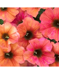 Petunia Petchoa Beautical Cinnamon