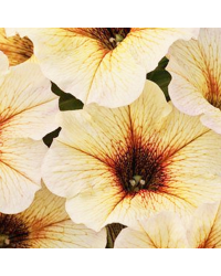 Petunia Petchoa Beautical French Vanilla