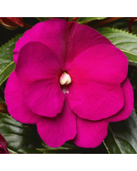 Impatiens De Nouvelle Guinee Sonic Deep Purple