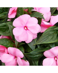 Impatiens De Nouvelle Guinee Sonic Light Lavender