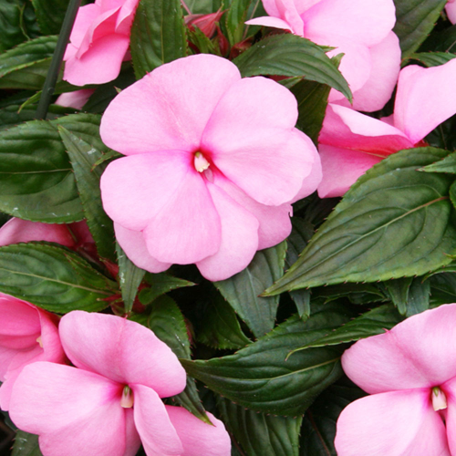 Impatiens De Nouvelle Guinee Sonic Light Lavender