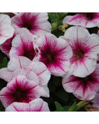 Petunia Sanguna Strawberry Vein