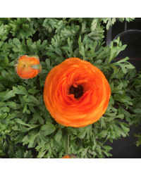 Renoncule Asiaticus Maché Orange