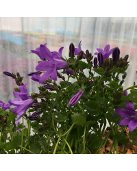 Campanule Muralis Muralis