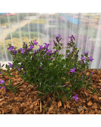 Campanule Muralis Muralis