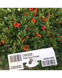 Calibrachoa Callie Orange