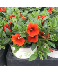 Calibrachoa Callie Orange