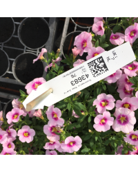 Calibrachoa Aloha Tiki Soft Pink