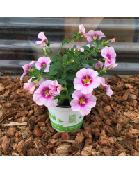 Calibrachoa Aloha Tiki Soft Pink