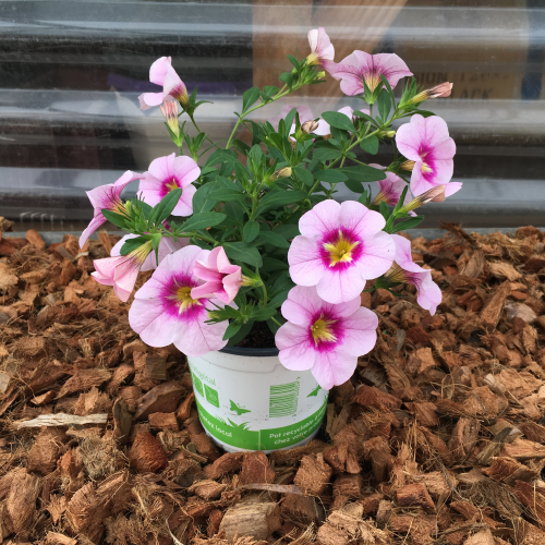 Calibrachoa Aloha Tiki Soft Pink