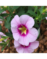 Calibrachoa Aloha Tiki Soft Pink