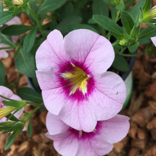 Calibrachoa Aloha Tiki Soft Pink