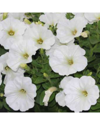Petunia Surfinia White