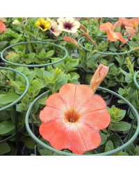 Petunia Sanguna Salmon