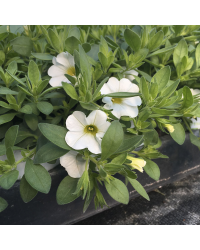 Calibrachoa Callie White