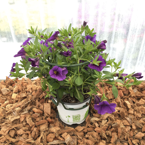 Calibrachoa Hybrida Deep Blue