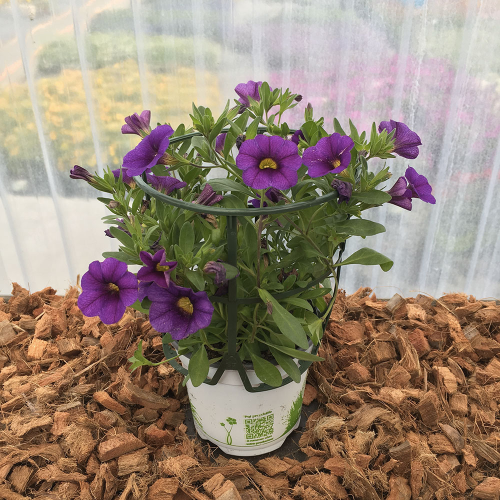 Calibrachoa Hybrida Deep Blue