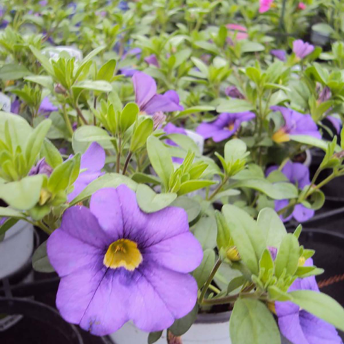 Calibrachoa Hybrida Deep Blue