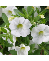 Calibrachoa Callie White