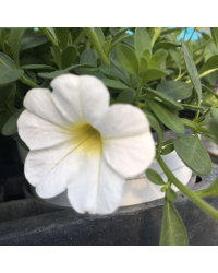 Calibrachoa Callie White