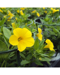 Calibrachoa Hybrida Deep Yellow