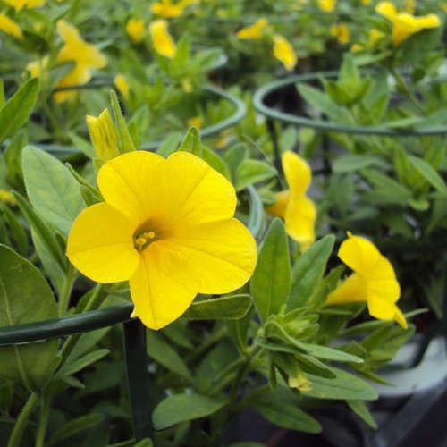 Calibrachoa Hybrida Deep Yellow