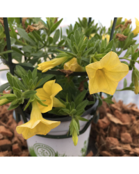 Calibrachoa Hybrida Deep Yellow