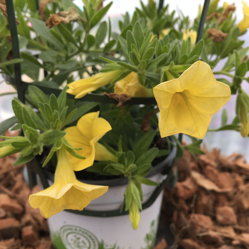 Calibrachoa Hybrida Deep Yellow