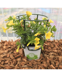 Calibrachoa Hybrida Deep Yellow
