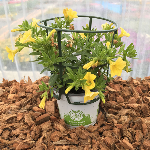 Calibrachoa Hybrida Deep Yellow