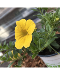 Calibrachoa Hybrida Deep Yellow