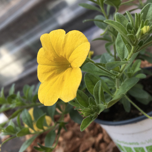 Calibrachoa Hybrida Deep Yellow