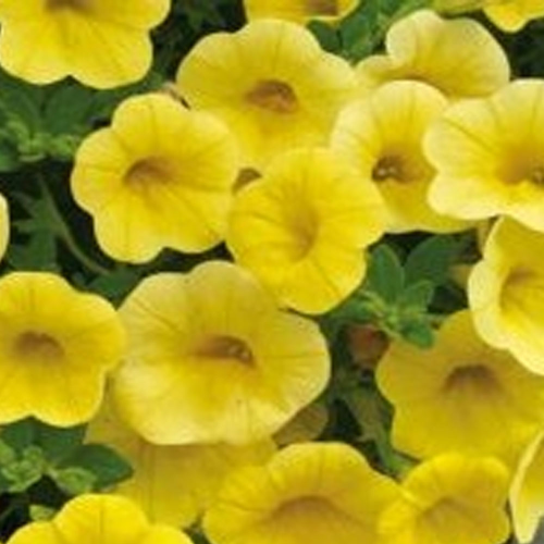 Calibrachoa Hybrida Deep Yellow