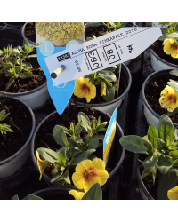 Calibrachoa Aloha Kona Pineapple 2016