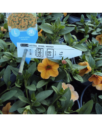Calibrachoa Aloha Tiki Mango