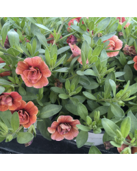 Calibrachoa Cancan Rosies Apricote