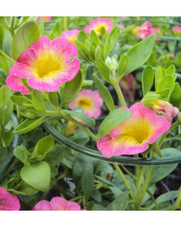 Calibrachoa Pink With Yellow Eye