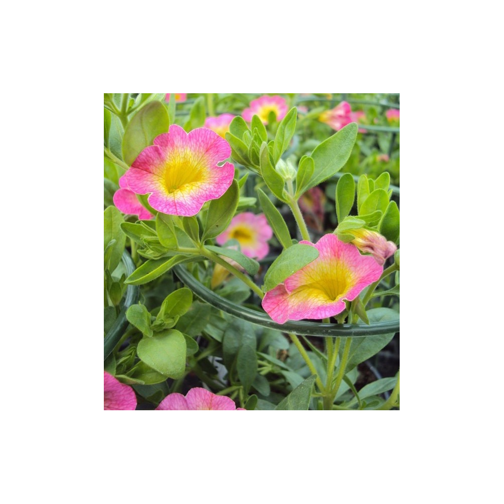 Calibrachoa Pink With Yellow Eye