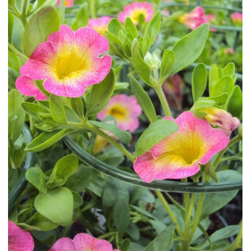 Calibrachoa Pink With Yellow Eye