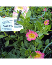 Calibrachoa Pink With Yellow Eye