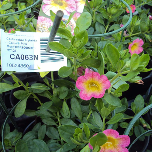 Calibrachoa Pink With Yellow Eye