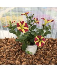 Pétunia Amore Queen of Hearts