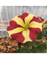 Pétunia Amore Queen of Hearts