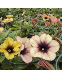 Petunia Cascadias Autumn Mystery