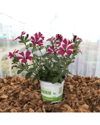 Petunia Cascadias Bicolor Cabernet