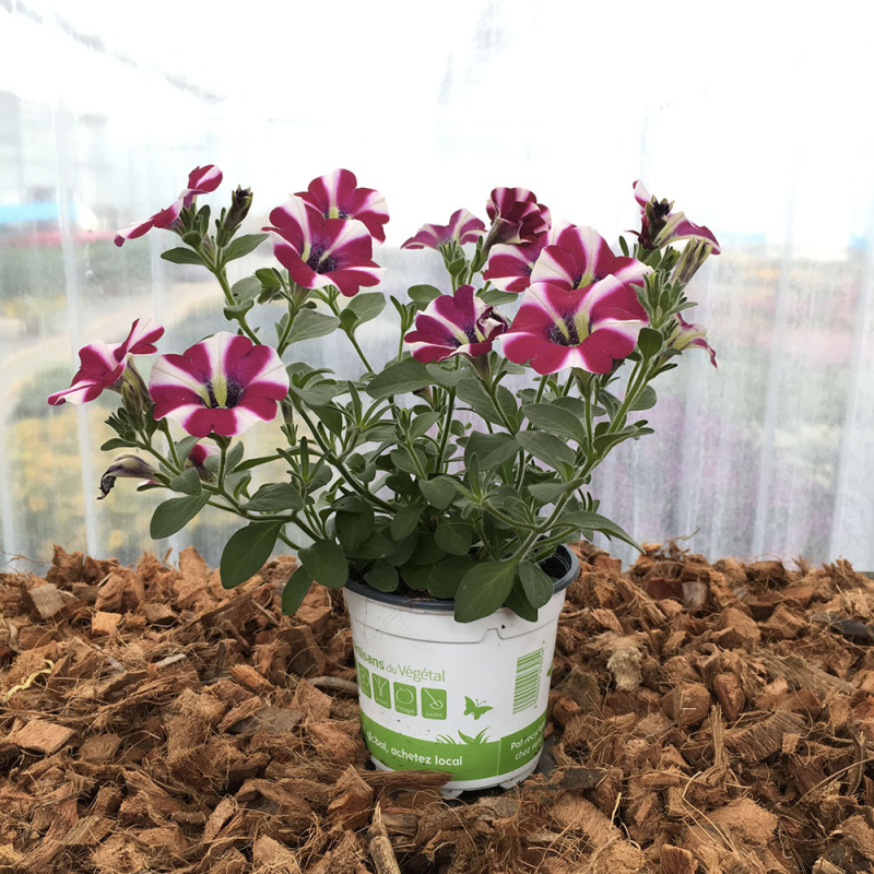 fleurs blanches, pétunias en rouge et phormium en cache-pot en terre cuite